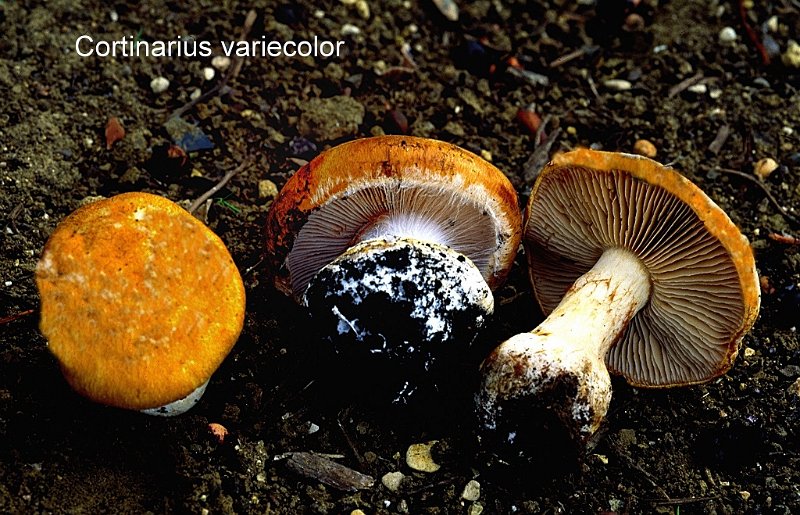 Cortinarius variecolor-amf616-1.jpg - Cortinarius variecolor ; Syn: Phlegmacium variecolor ; Nom français: Cortinaire de couleur variable